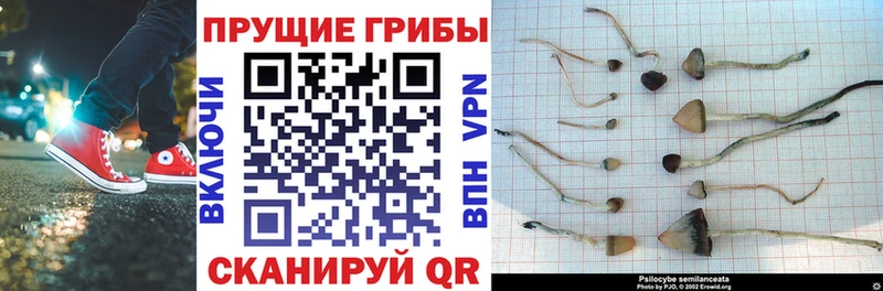 Купить где  Волчанск  Псилоцибиновые грибы мицелий 